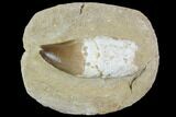 Bargain, Mosasaur (Prognathodon) Rooted Tooth In Rock #88708-1